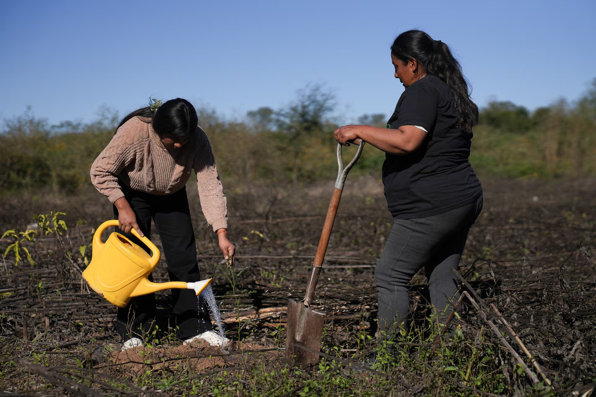 En el norte argentino, los plantines de algarrobo son fundamentales para programas provinciales de reforestación, recuperación de suelos degradados y promoción de las economías regionales