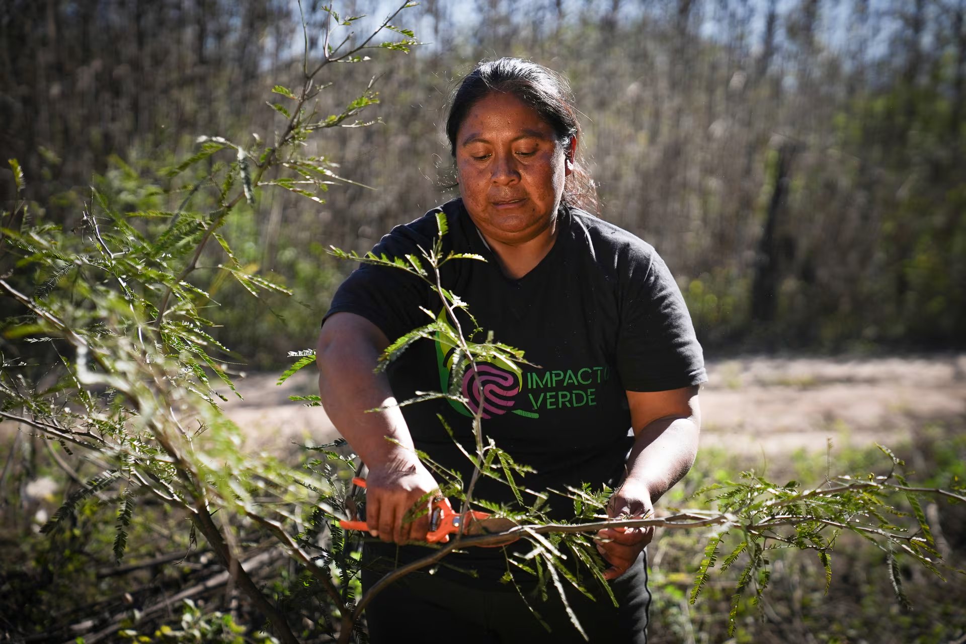 Mara en pleno trabajo con los plantines de algarrobo en Vinalito