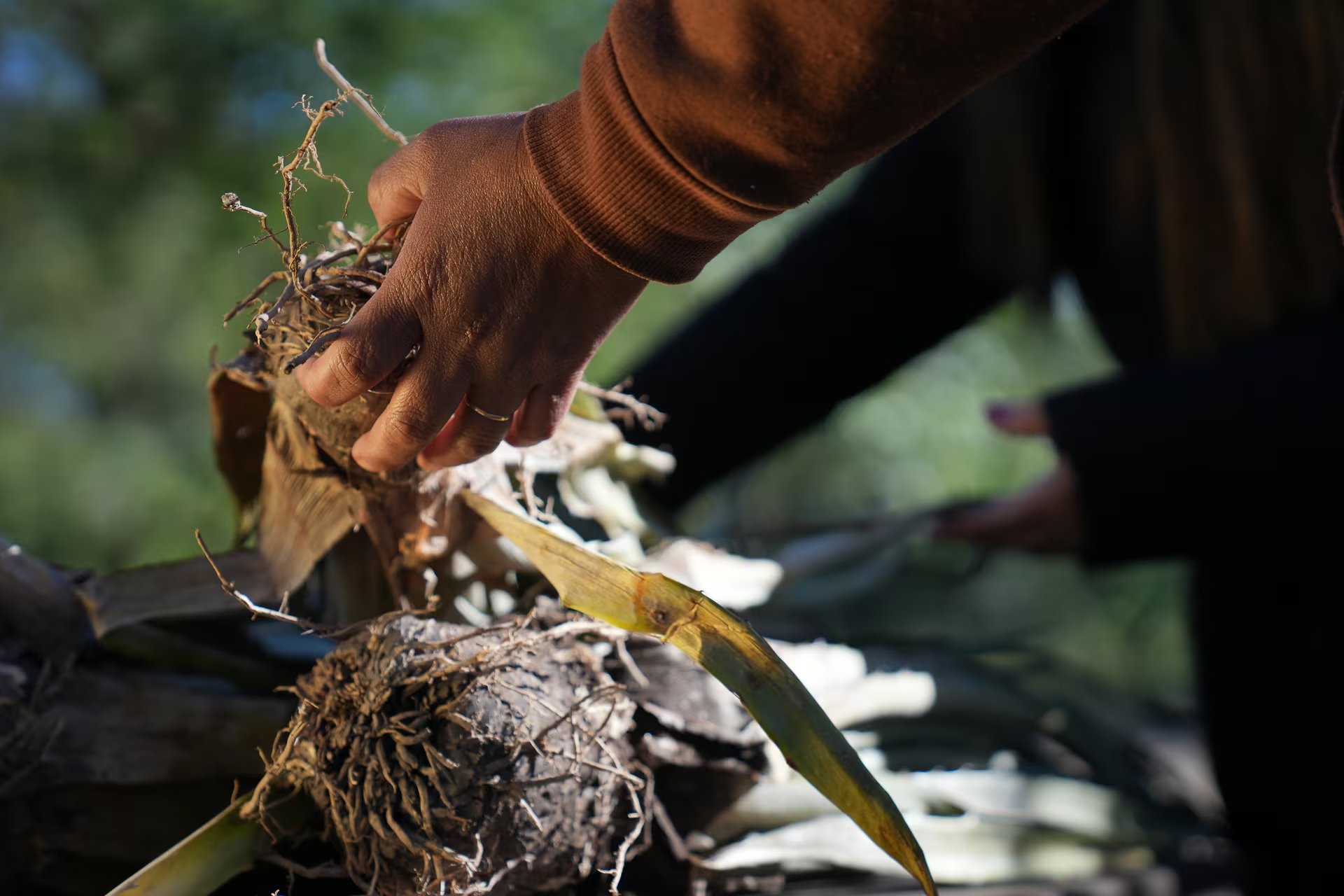 El chaguar, muy valorado en Tartagal, necesita ser replantado en los territorios de las familias wichís para compensar su escasez