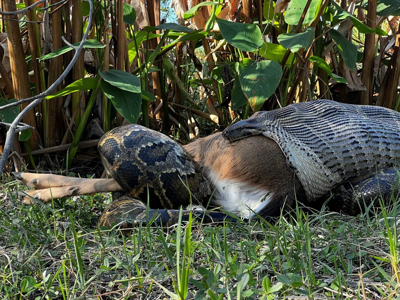 El desarrollo de investigaciones en campo refuerza las acciones para controlar y mitigar el avance de especies no nativas (Ian Bartoszek/Conservancy of Southwest Florida/Archivo)