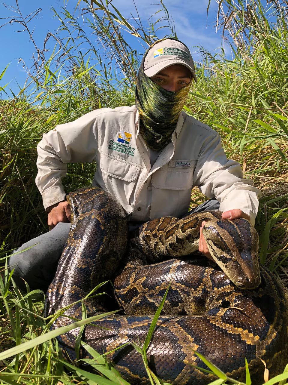El crecimiento sostenido de la poblaci&oacute;n de pitones demanda respuestas continuas y coordinadas de los equipos cient&iacute;ficos (Ian Bartoszek/Conservancy of Southwest Florida/Archivo)