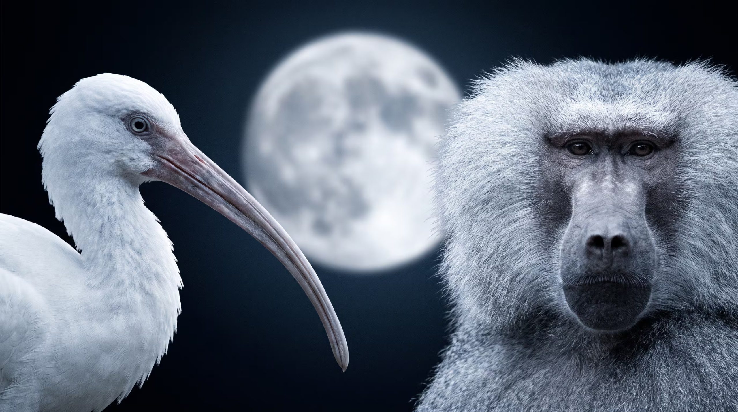 Un ibis sagrado de plumaje blanco y un babuino hamadryas de pelaje plateado miran hacia el centro bajo la luz de una Luna llena difusa. (Imagen Ilustrativa Infobae)