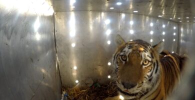 Umit, la tigresa que busca restaurar una especie extinta en Asia