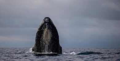 Canto de ballenas jorobadas: cada nota revela su inmersión en el océano