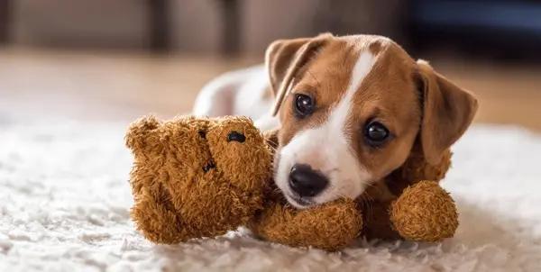 ¿Adoptar o comprar un perro? Lo que debes pensar antes de llevar uno a casa
