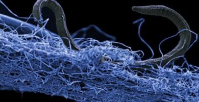 El secreto del gusano del diablo: su ADN revela cómo sobrevive a 1,3 km bajo tierra
