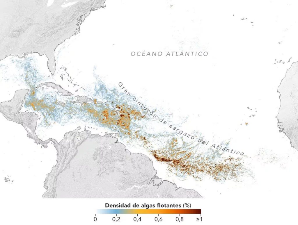 Sargazo en el Atlántico: NASA confirma pico histórico en el Caribe y golfo de México