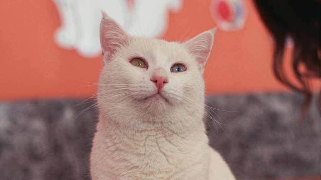 Salud felina: cómo detectar a tiempo enfermedades que los gatos ocultan