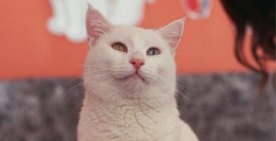 Salud felina: cómo detectar a tiempo enfermedades que los gatos ocultan