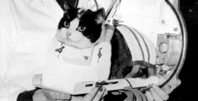 Félicette, la ‘astrogata’ francesa que hizo historia en 1963
