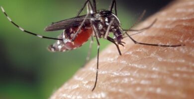 Liberarán 600.000 mosquitos en EE.UU. para combatir plagas y enfermedades