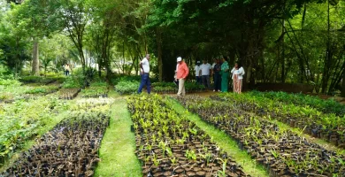 Digecac realizará Primer Festival de Plantas 2026