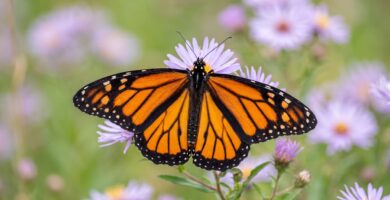 Mariposas del mundo cambian su hogar por el clima: hallazgo global