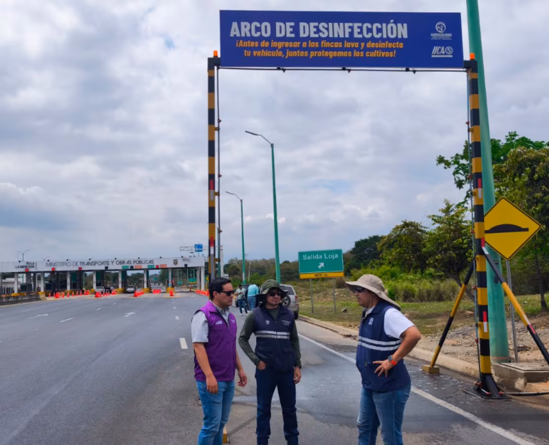 Agrocalidad fortalece los controles de bioseguridad en El Oro para prevenir la dispersión del ‘Fusarium’
