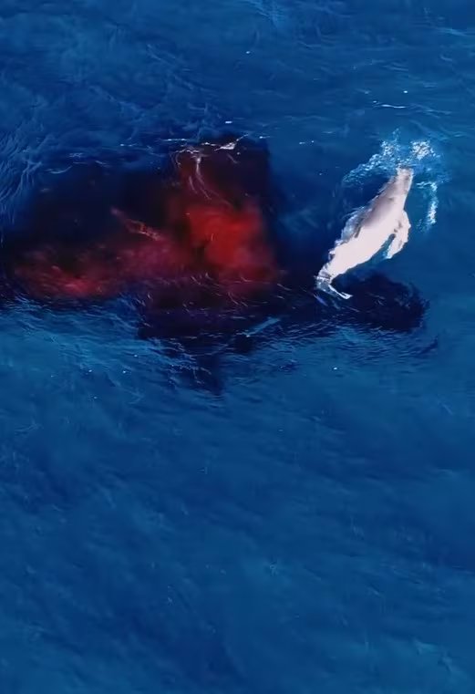 Nacimiento de ballena jorobada filmado por primera vez con dron
