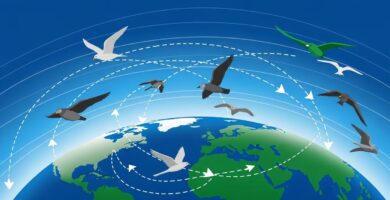 Estudio desafía teoría sobre brújula magnética en aves migratorias
