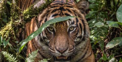 El naranja del tigre: camuflaje para sus presas, visible para humanos