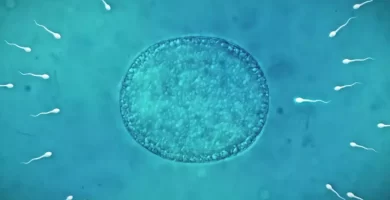¿Pueden las bacterias del semen influir en la infertilidad masculina? Esto encontró un nuevo estudio