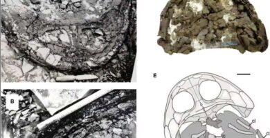 Fósil hallado en el Ártico revela una nueva especie gigante del Triásico