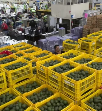 ¿Por qué Estados Unidos podría volver a frenar la entrada del aguacate mexicano?