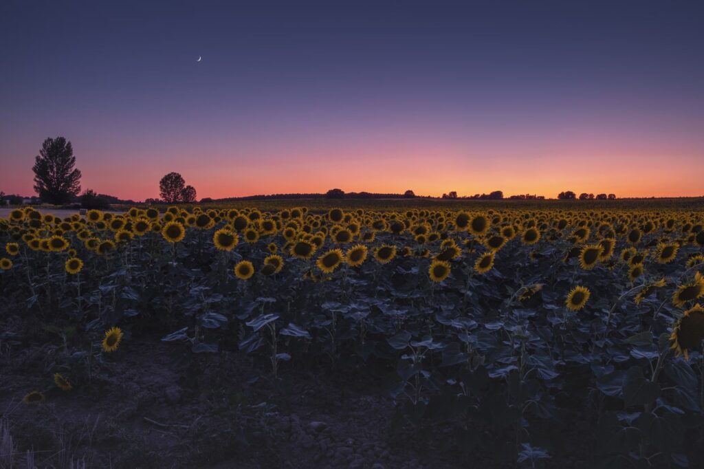Qué le ocurrirá a los girasoles durante el eclipse solar total: los ejemplares maduros y jóvenes no reaccionarán de la misma manera