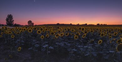 Qué le ocurrirá a los girasoles durante el eclipse solar total: los ejemplares maduros y jóvenes no reaccionarán de la misma manera