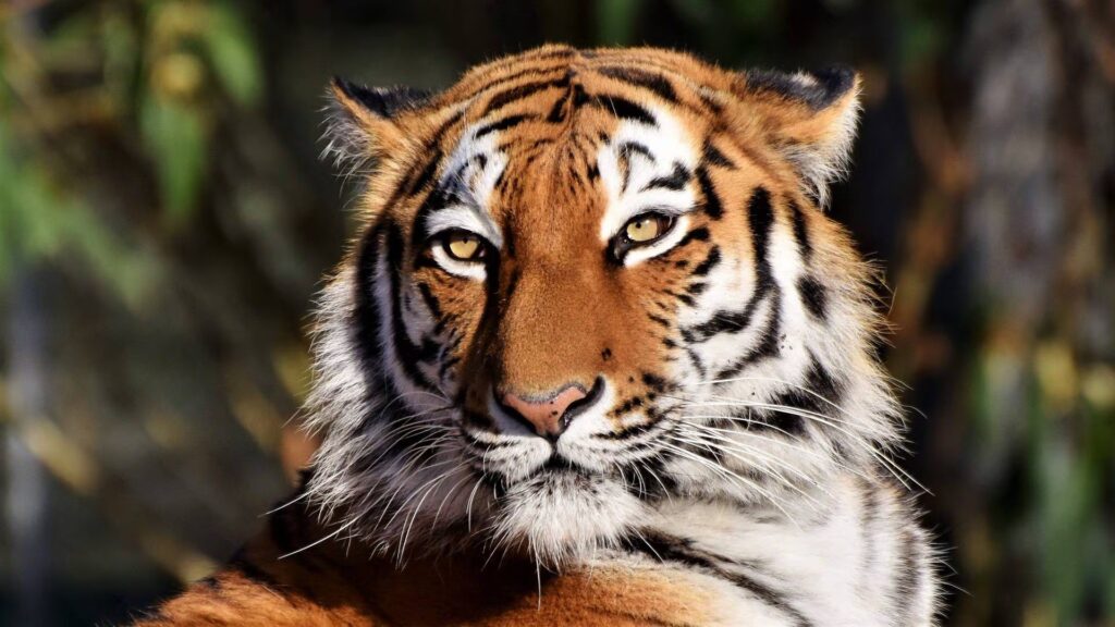 Camuflaje del tigre: su color naranja es invisible para sus presas