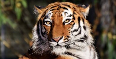 Camuflaje del tigre: su color naranja es invisible para sus presas