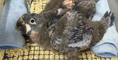 El zoológico belga que bate récords logra criar los tres tipos de guacamayo azul del mundo