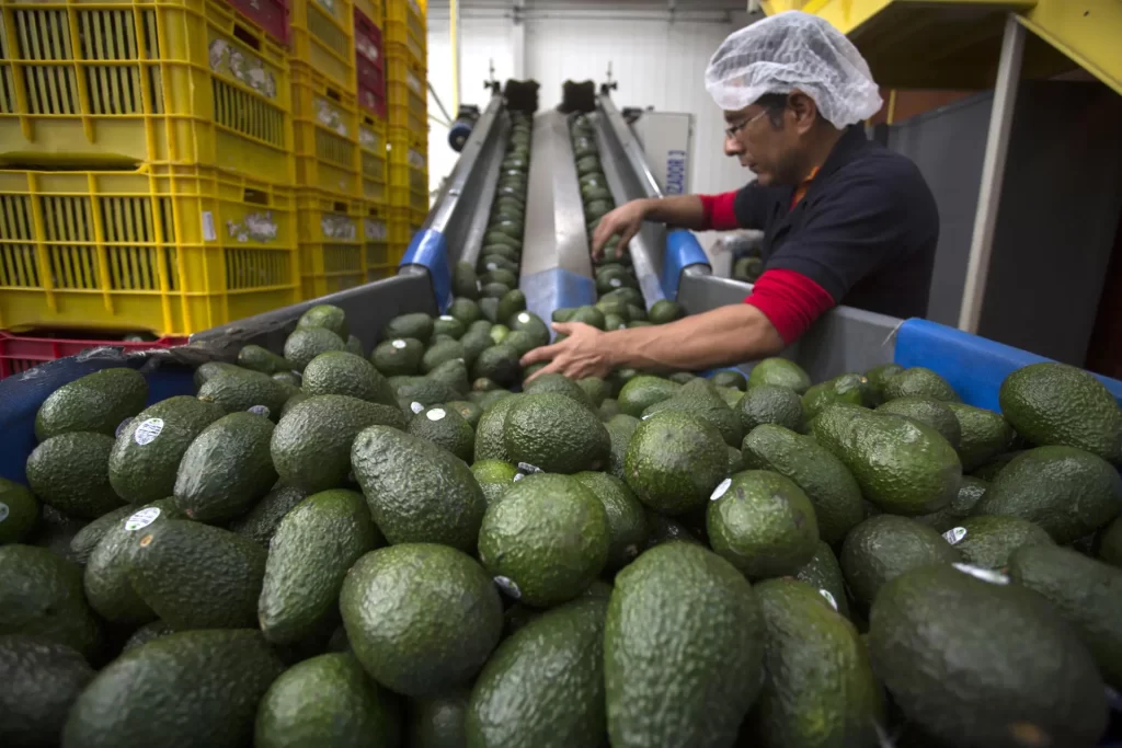 Alerta de seguridad de EEUU afecta las exportaciones de aguacate
