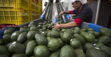 Alerta de seguridad de EEUU afecta las exportaciones de aguacate