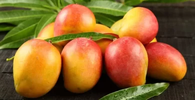 Tres años de advertencias: crisis de la mosca de la fruta que golpeó al mango dominicano