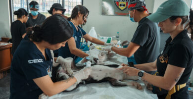 Más de 320 animales de compañía recibieron atención médica en jornada de esterilización en Pisulí