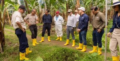 FMI evalúa al sector bananero ecuatoriano: impacto económico y retos de competitividad