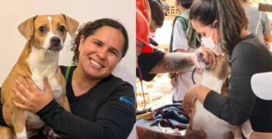 Meli: la perra rescatada tras cuatro días bajo escombros en Cali