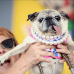 Jinny Lu conquista al público en el concurso del perro más feo