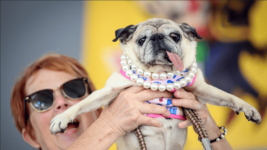 Jinny Lu conquista al público en el concurso del perro más feo