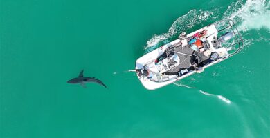 Escamas de tiburón revelan el pasado oculto de los océanos de Panamá