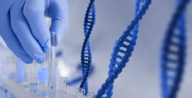 Las enzimas reparadoras del ADN tienen preferencias que moldean el genoma humano