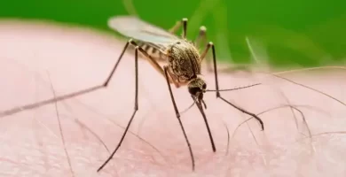 Este año se reporta en NYC primer caso del virus del Nilo Occidental