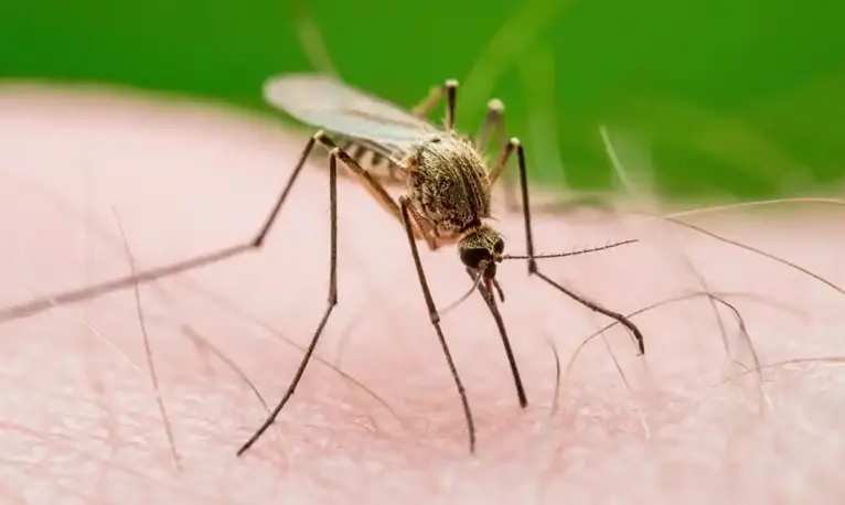 Este año se reporta en NYC primer caso del virus del Nilo Occidental