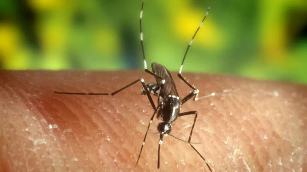 Virus del Nilo Occidental en Nueva York: síntomas, transmisión y quiénes tienen mayor riesgo