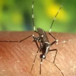 Virus del Nilo Occidental en Nueva York: síntomas, transmisión y quiénes tienen mayor riesgo