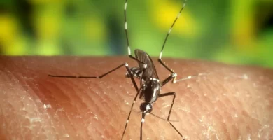 Virus del Nilo Occidental en Nueva York: síntomas, transmisión y quiénes tienen mayor riesgo