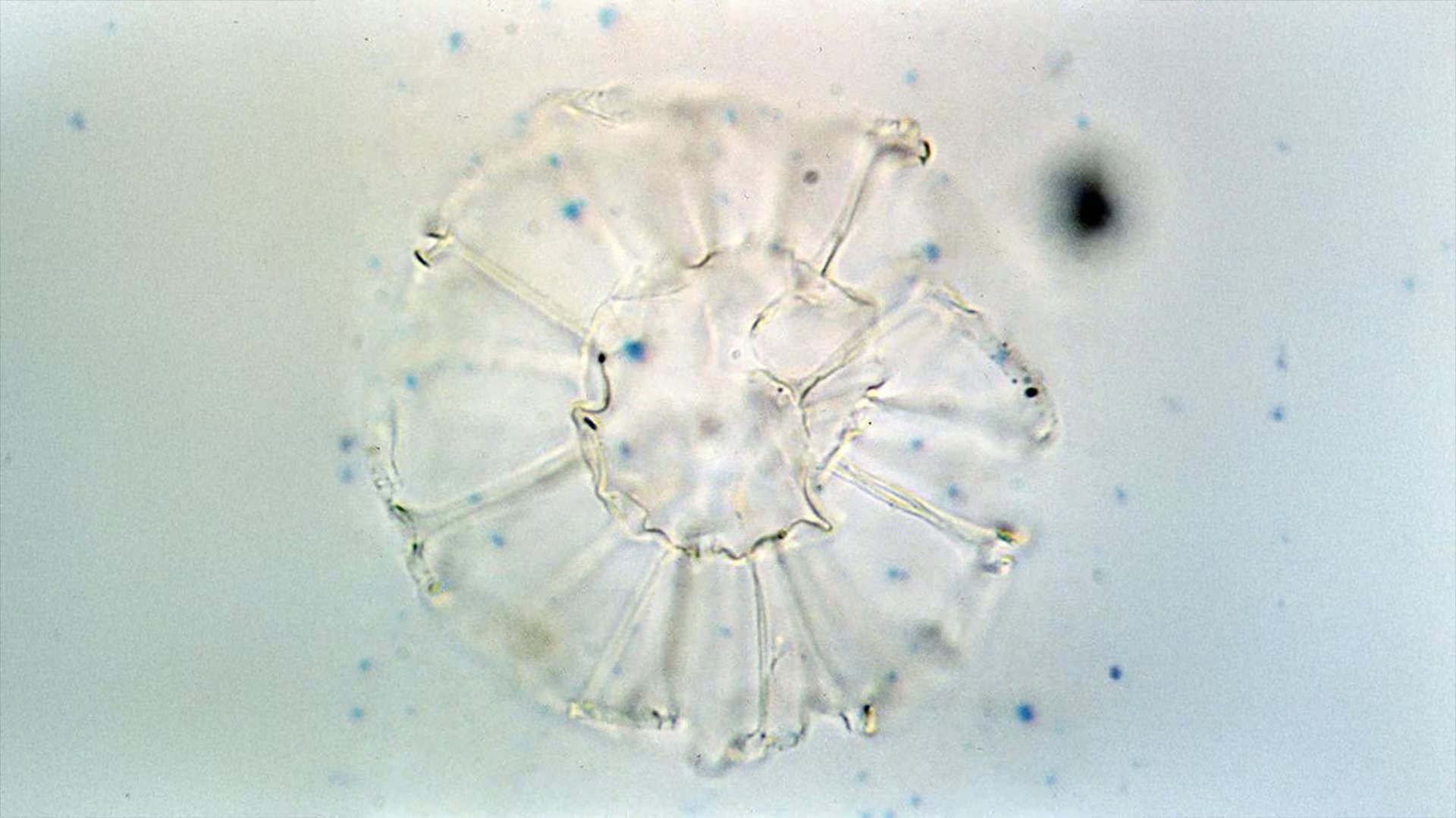 El equipo estudió sedimentos marinos de la Meseta de Agulhas y usó fósiles de dinoflagelados y biomarcadores para reconstruir la temperatura del océano./
Universidad de Utrecht