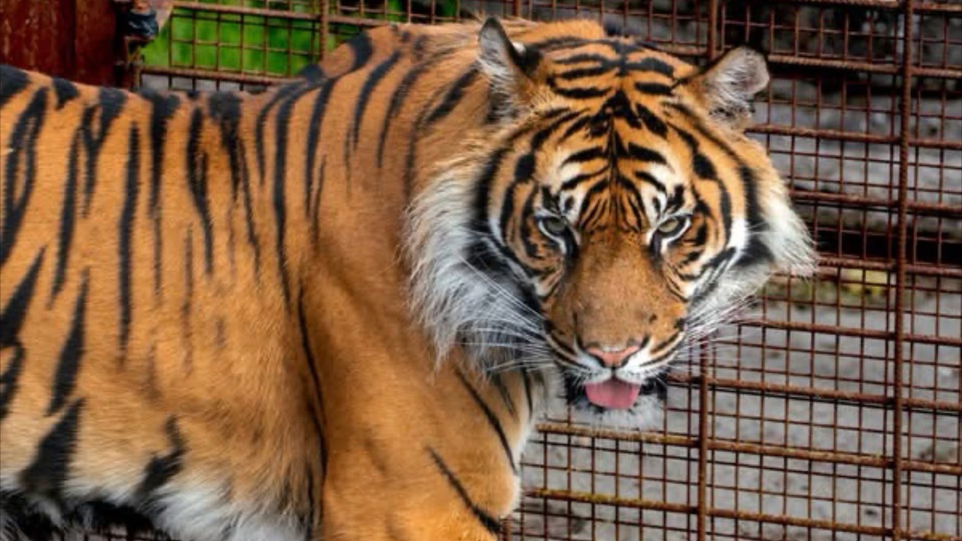 Para los animales con visión dicromática, el pelaje naranja del tigre de Bengala se percibe como una tonalidad verdosa entre la vegetación. (Facebook / Aalborg Zoo)