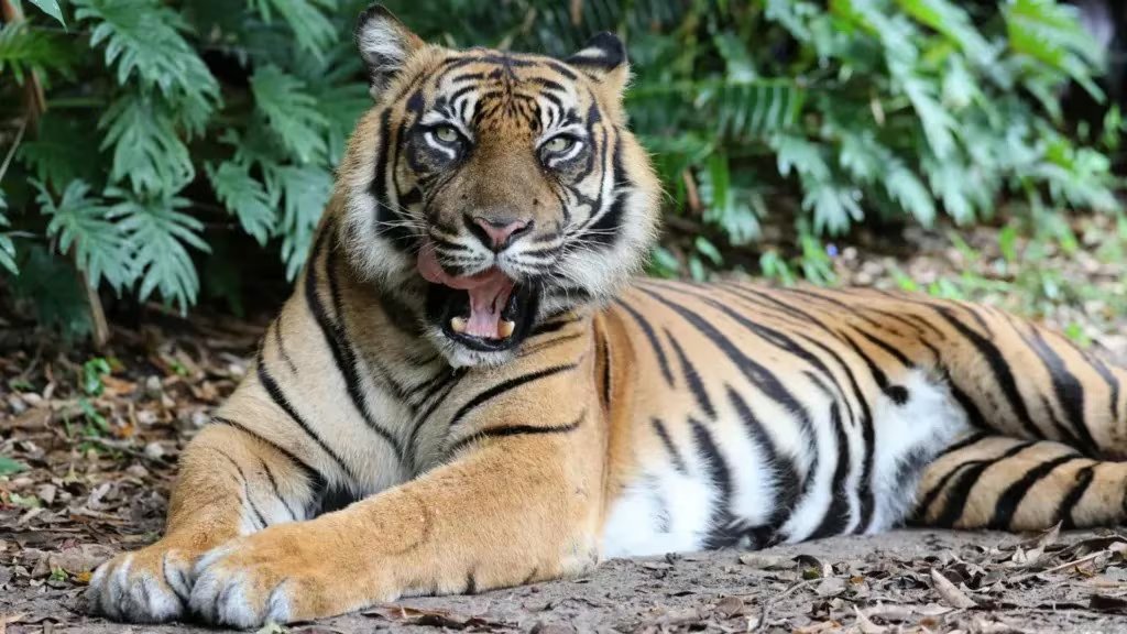 El tigre de Bengala ejemplifica una de las adaptaciones más eficaces de la evolución. (Dreamworld)