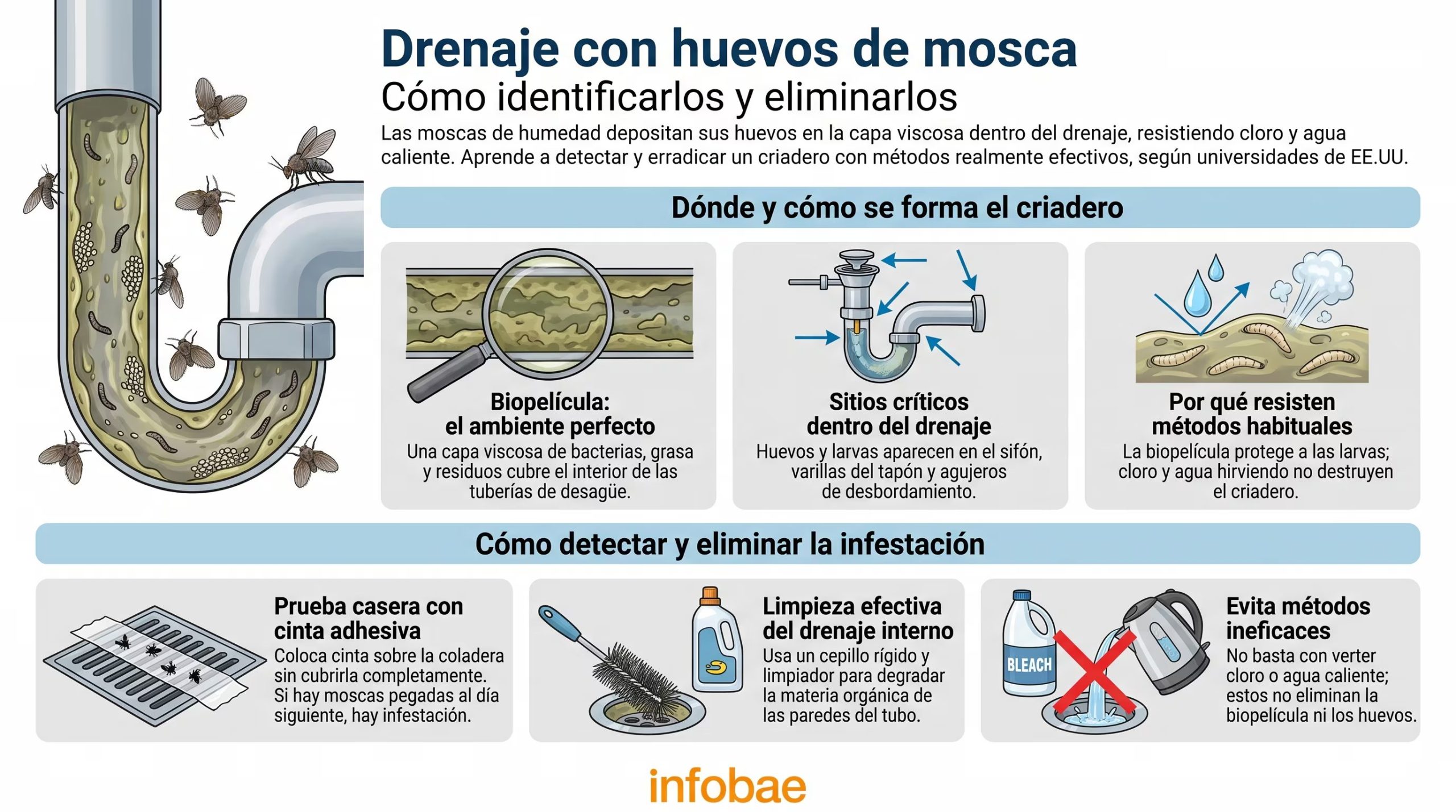 La infograf&iacute;a explica la formaci&oacute;n de criaderos de mosca de drenaje en las tuber&iacute;as y las estrategias recomendadas por universidades estadounidenses para detectarlos y eliminarlos. (Imagen Ilustrativa Infobae)