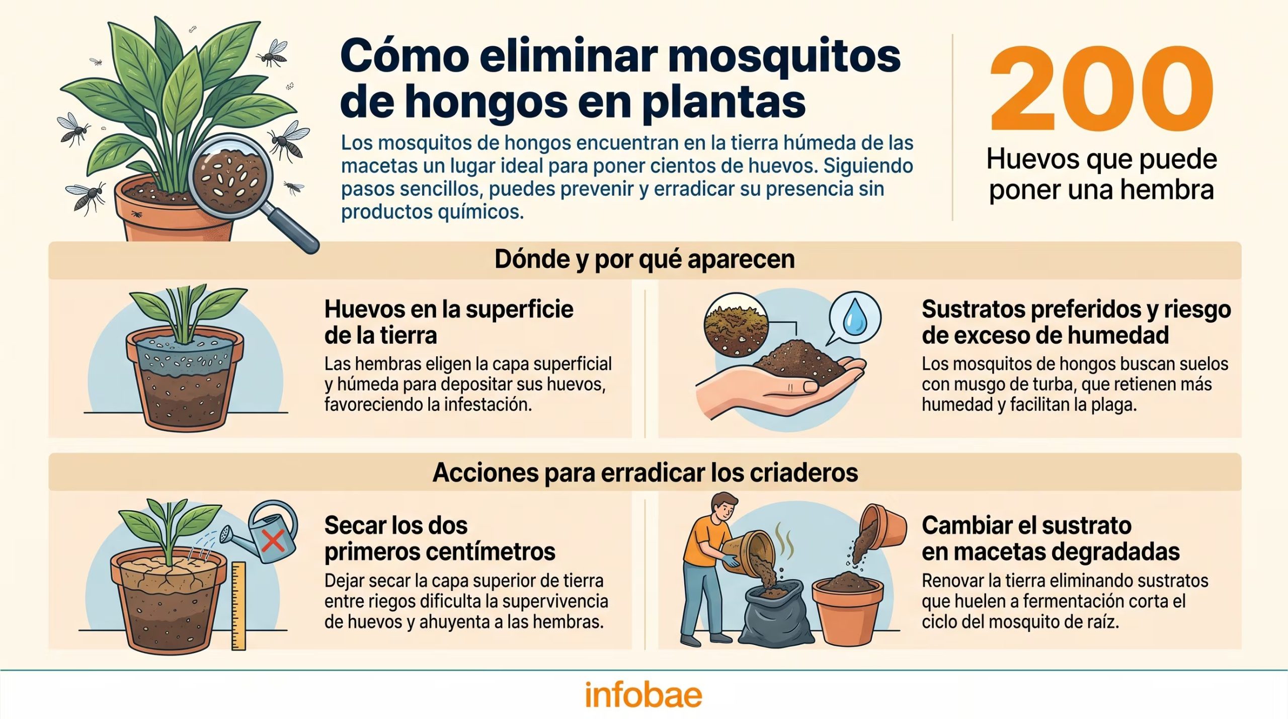 Los mosquitos de hongos no pican: su problema es que sus larvas da&ntilde;an las ra&iacute;ces de las plantas y se reproducen en la misma tierra donde viven, seg&uacute;n Colorado State University Extension. (Imagen Ilustrativa Infobae)