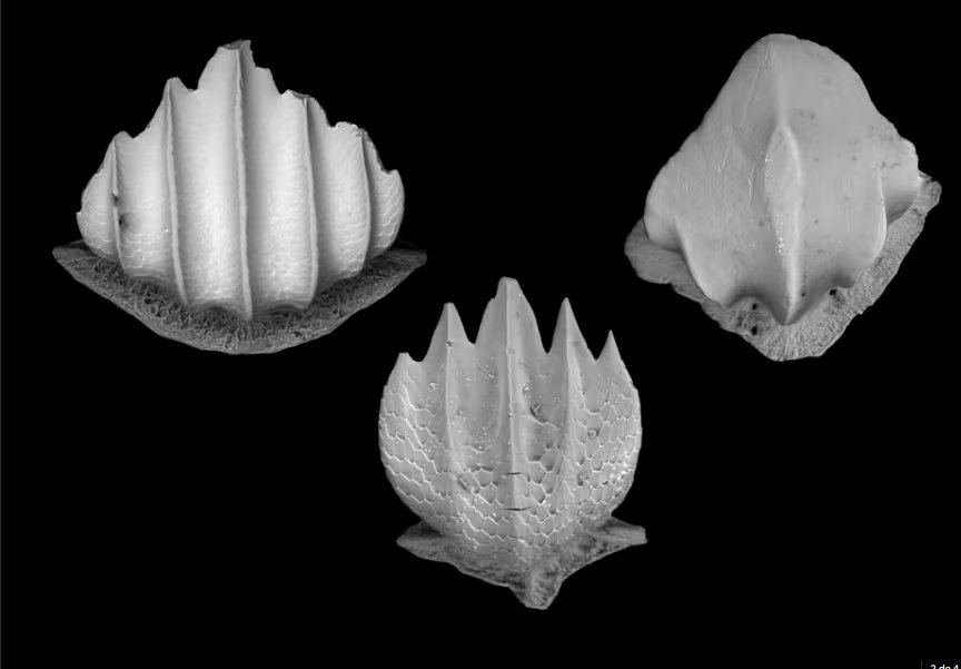 Los dentículos dérmicos son diminutas escamas con forma de dientes que los tiburones desprenden continuamente y pueden permanecer preservadas durante millones de años. Crédito: Erin Dillon, Jorge Ceballos, Aaron O'Dea y Ashley Diedenhofen.